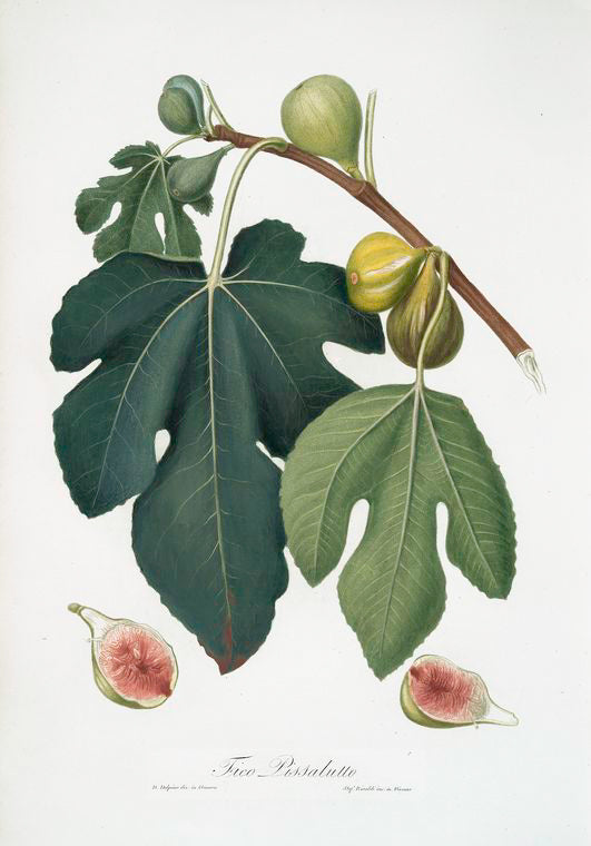 Fico Pissaluto. [Ficus carica sativa ; Figs]