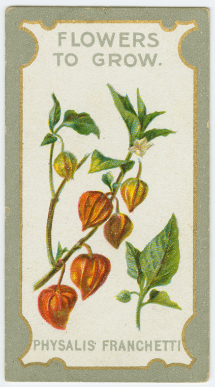 Physalis franchetti (Cape gooseberry).