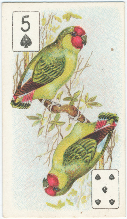 Birds of Brilliant Plummage.