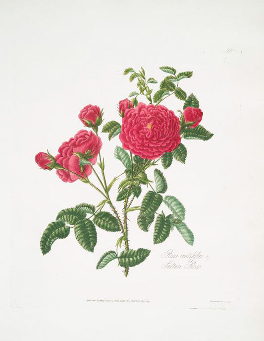 Rosa centifolia