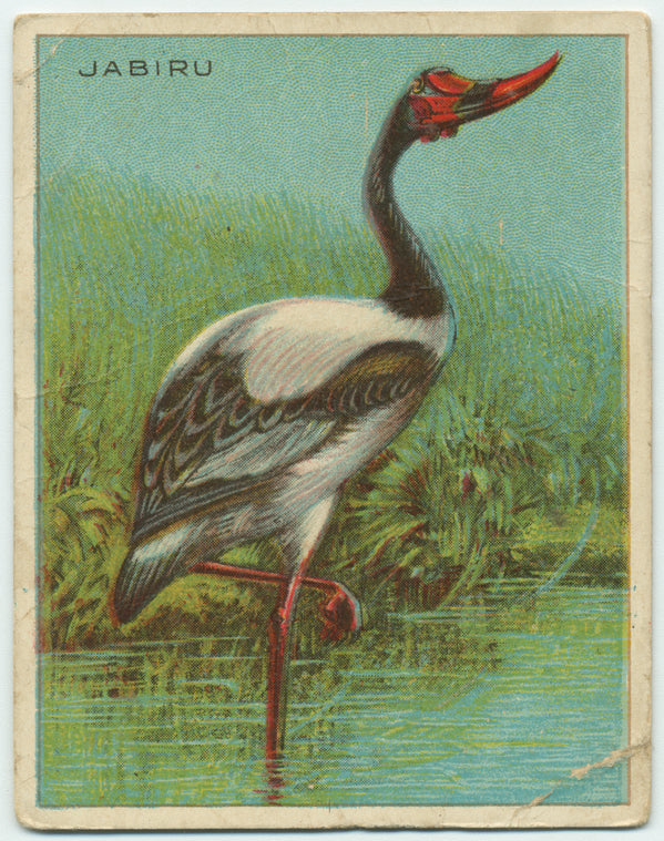 Jabiru.