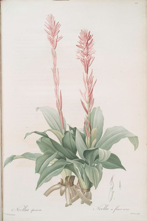 Neottia speciosa