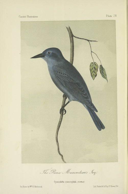 The Prince Maximilian's Jay (Gymnokitta cyanocephala).