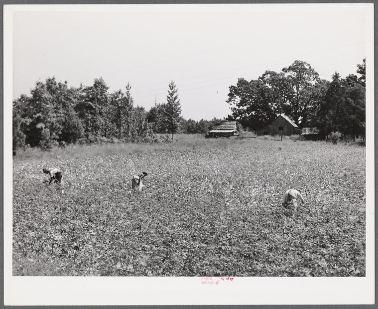 Black tenants picking cotton. On Highway 15, about seven miles south of Chapel Hill. Chatham County, North Carolina.