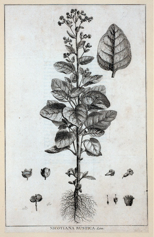 Nicotiana rustica. Linn.