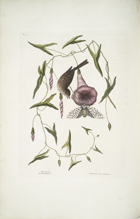 Passerculus, The little Sparrow; Convulvulus Caroliniensis, The Purple Bindweed of Carolina.
