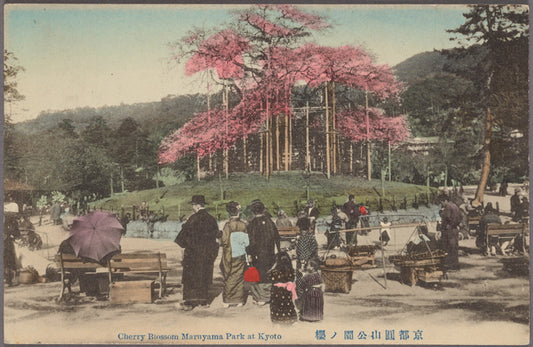 Cherry blossom Maruyama Park at Kyoto