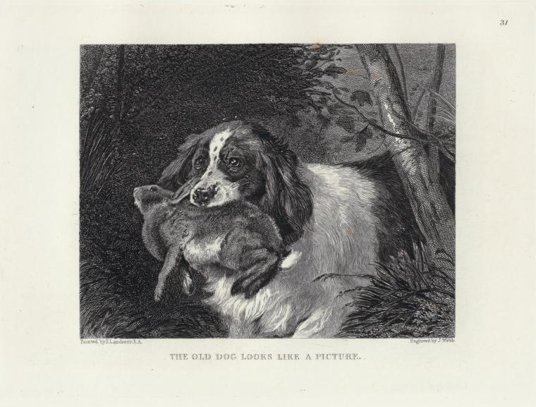 The old dog looks like a picture.