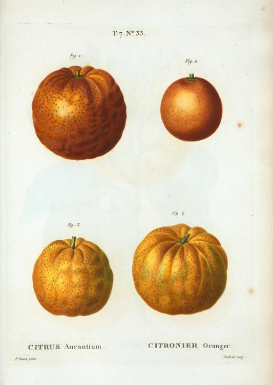 Citrus aurantium = Citronier oranger. [Bitter orange]