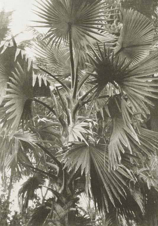 The borassus palm