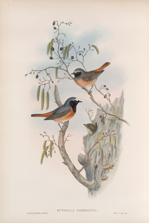 Ruticilla phoenicura. Redstart.