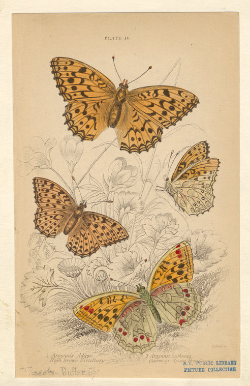 Argynnis Adippe, high brown fritiallary ; Argnnis Lathonia, queen of Spain fritillary