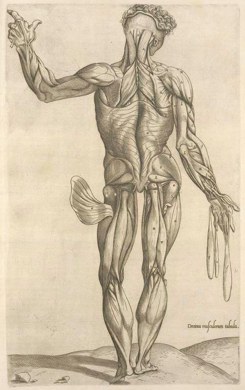 Decima musculorum tabula.