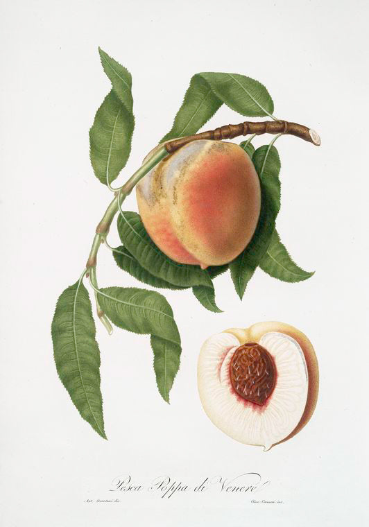 Pesca Poppa di Venere. [Persica sativa ; Peach]