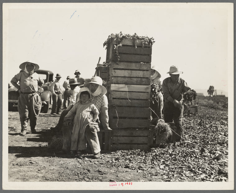 Japanese agricultural workers packing broccoli near Guadalupe, California