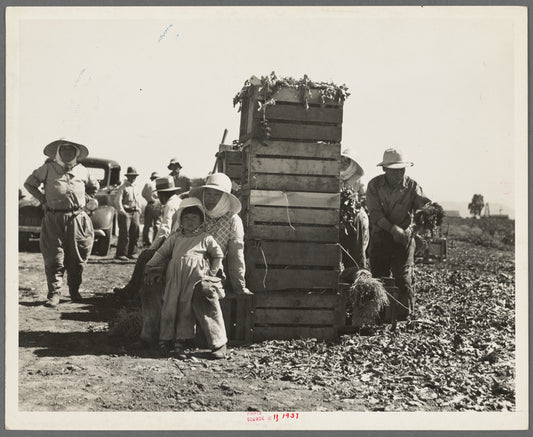 Japanese agricultural workers packing broccoli near Guadalupe, California