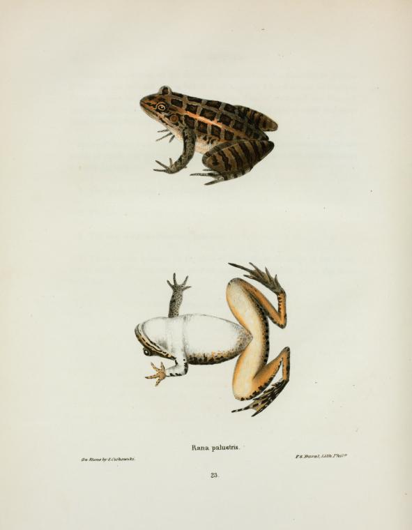 Rana palustris.