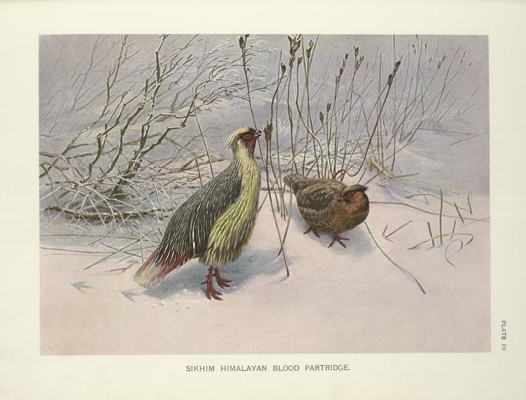 Sikhim Himalayan Blood Partridge (Ithagenes cruentus affinis).