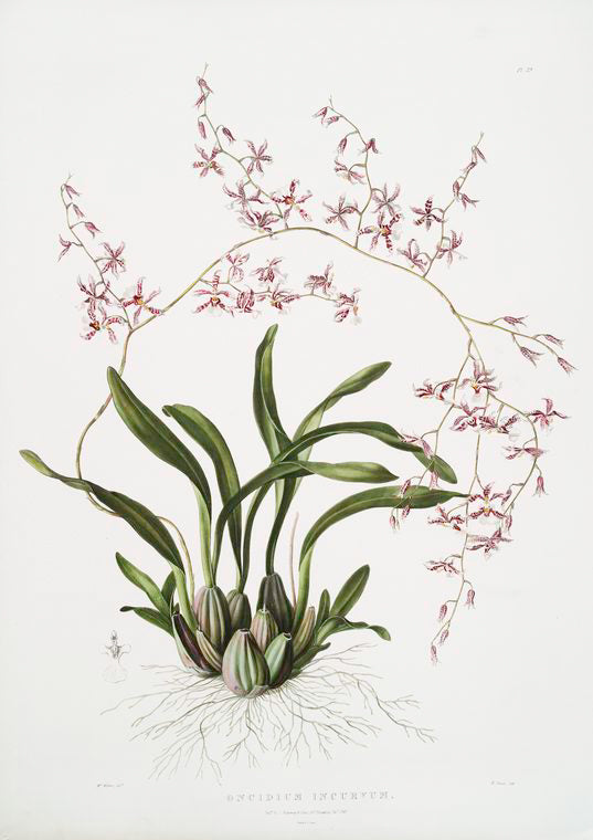 Oncidium incurvum.