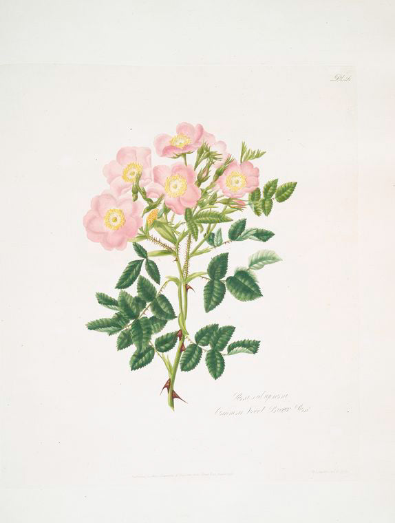 Rosa indigossa