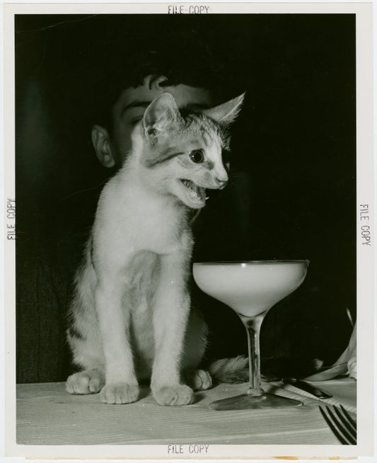 Restaurants - Cat with cocktail