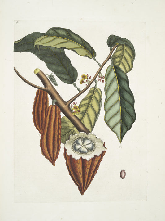Cacao Arbor, The Cacao-Tree.