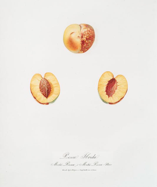 Pesco ibrida. Mela pesca, e Mela pesca noce. [Malus persica hybrida ; Nectarine]