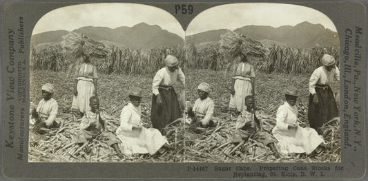 Sugar Cane. Preparing Cane Stocks for Replanting, St. Kitts, B. W. I.