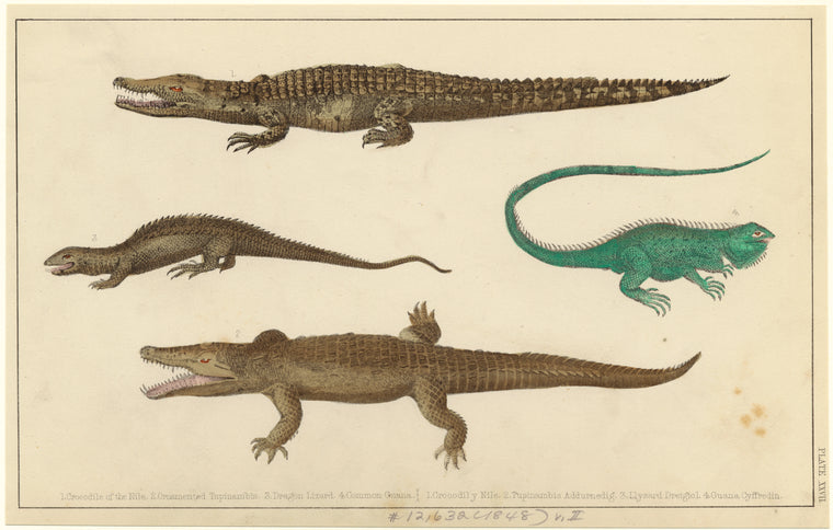 Crocodiles and lizards
