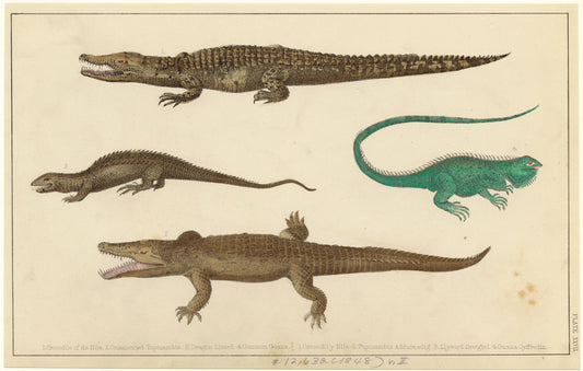 Crocodiles and lizards