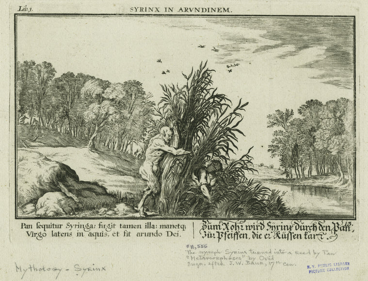 Syrinx in Arundinem