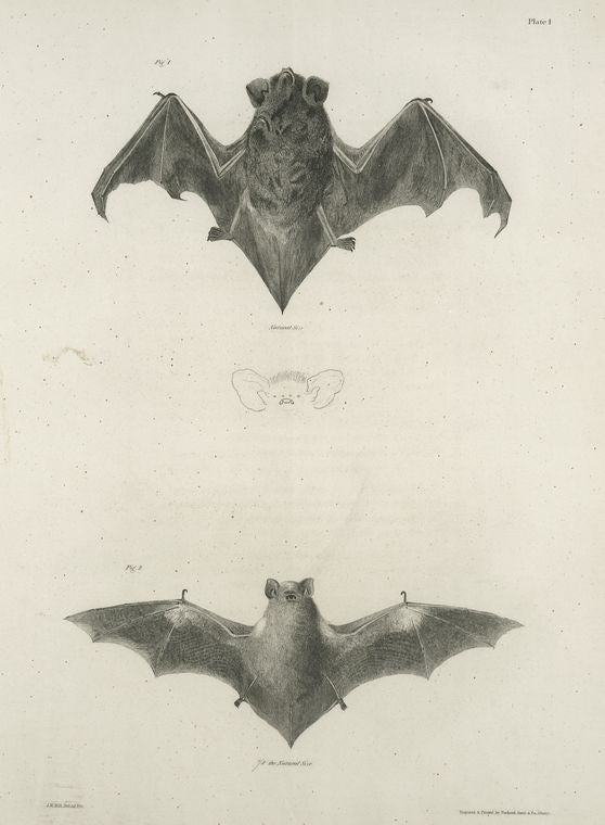 1. The Silver-Haired Bat (Vespertilio noctivagans); 2. The New York Bat (V. noveboracensis).