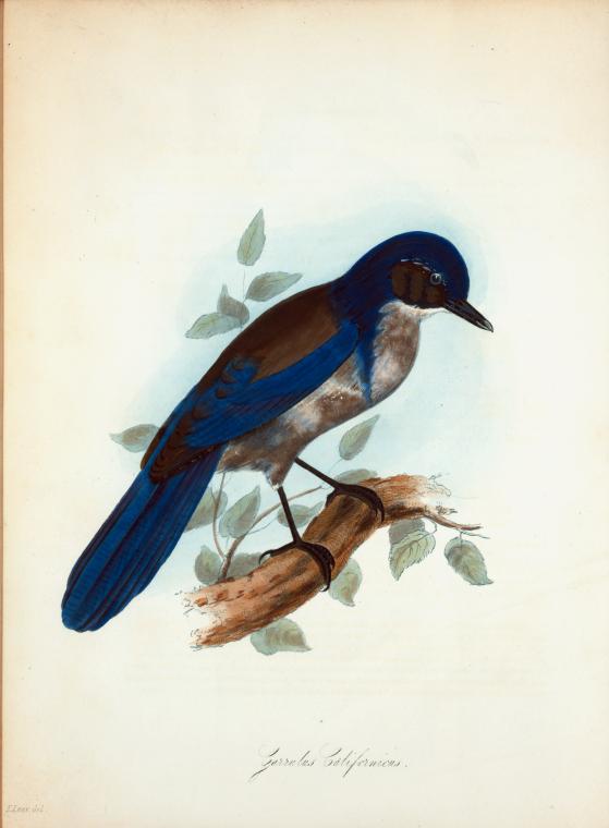 Garrulus Californicus.