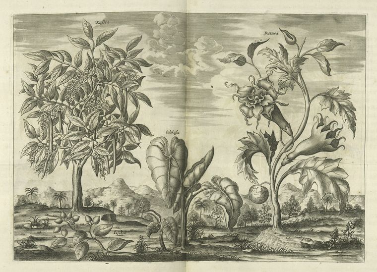 Kasia, Iujuben, Colekasia, Datura.