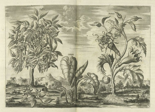 Kasia, Iujuben, Colekasia, Datura.