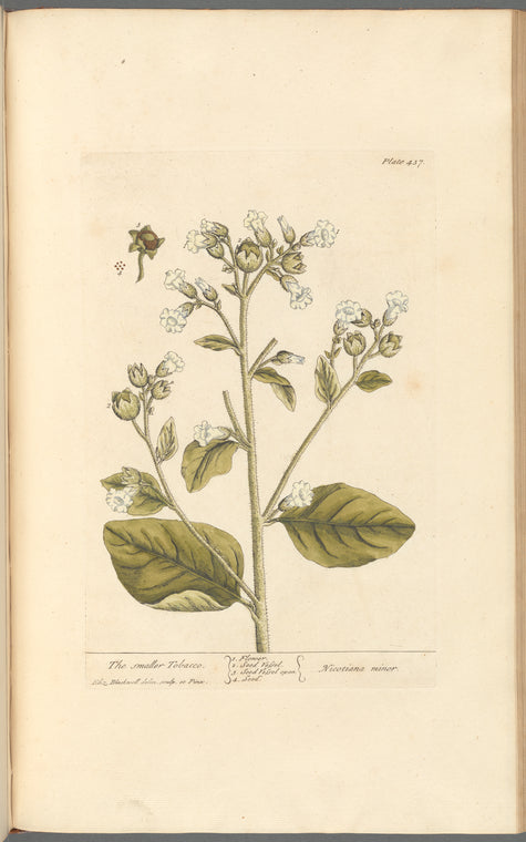 The smaller tobacco