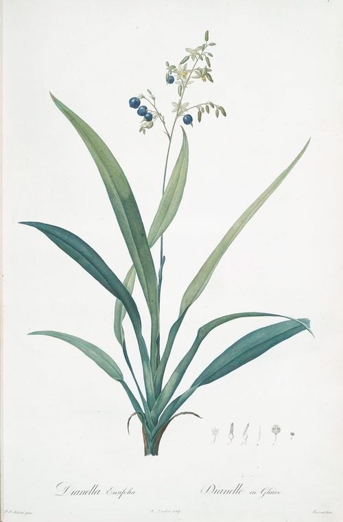 Dianella ensifolia