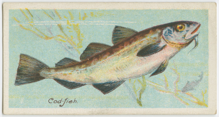 Cod-fish (Gadus morrhua).