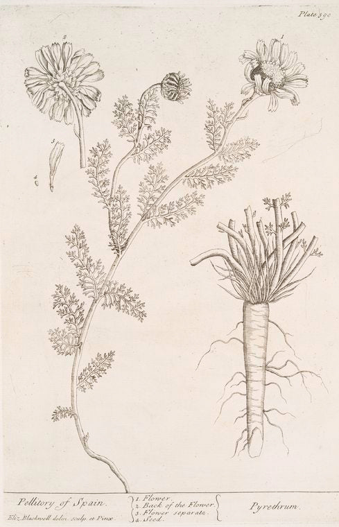 Pellitory of Spain.