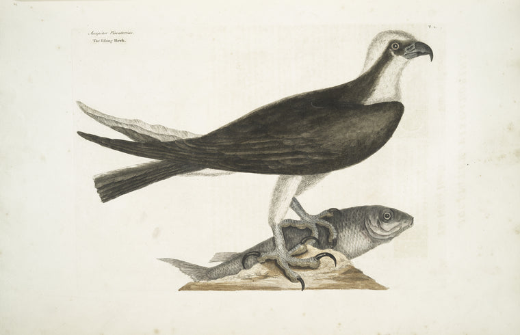 Accipiter Piscatorius, The Fishing Hawk.