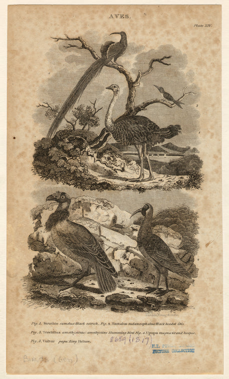 Aves