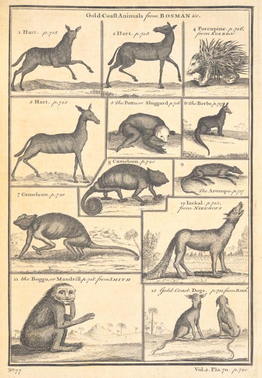 Gold coast animals