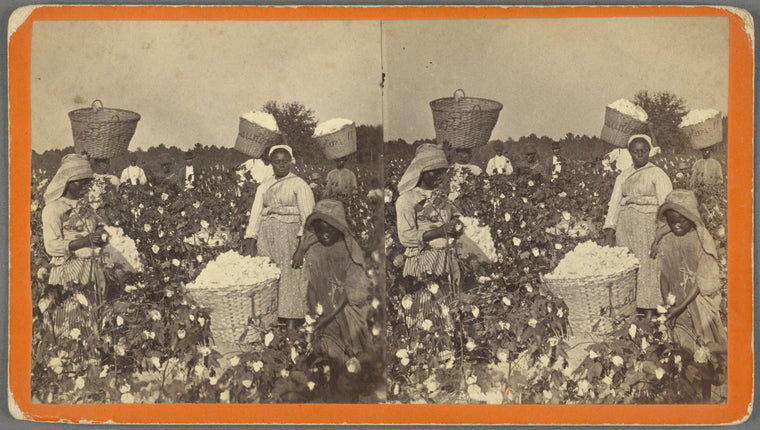 Picking Cotton