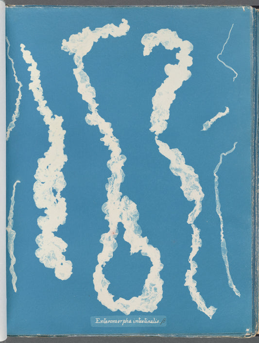 Enteromorpha intestinalis