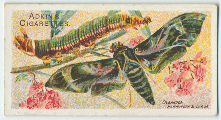 Oleander hawk-moth & larva.