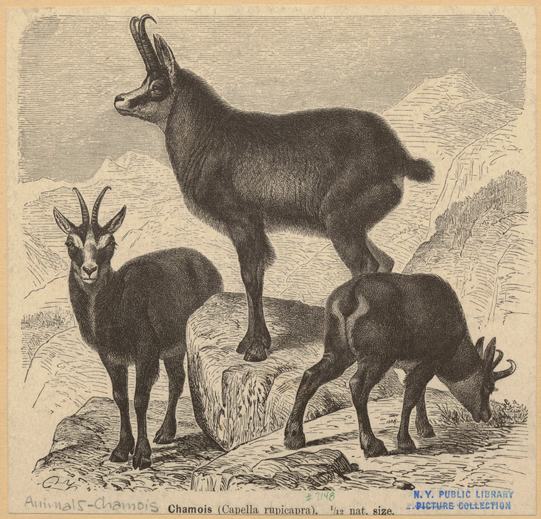 Chamois (Capella rupicapra)