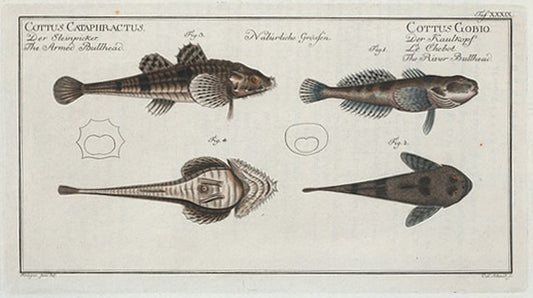 1. 2. Cottus Gobio, The River Bullhead; 3. 4.  Cottus Cataphractus, The Armed Bullhead.