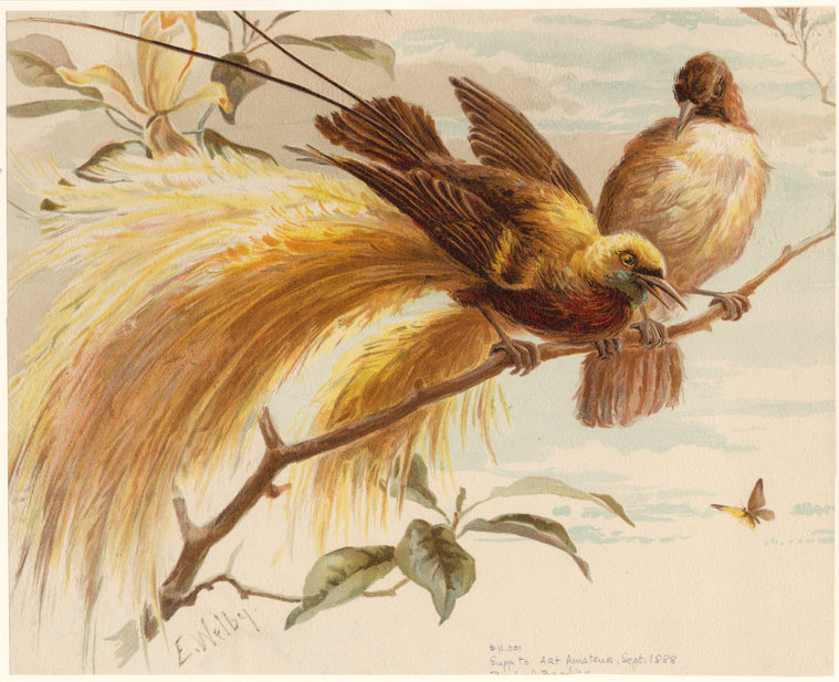 Birds of paradise
