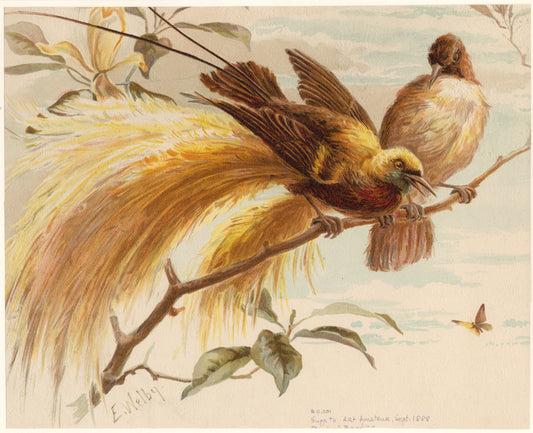 Birds of paradise