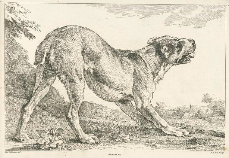 Dog